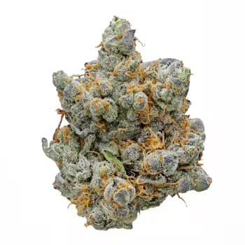 Zingatsu > Original Sensible Seeds | Feminized Cannabis   |  Hybrid